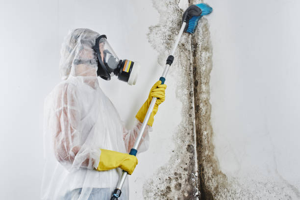 Mold Removal for HVAC Installations in Swanton, OH