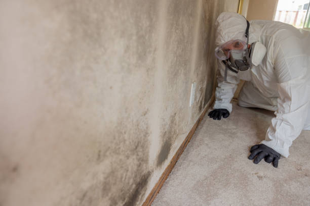 Swanton, OH Mold Removal & Remediation Company